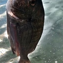 チヌ