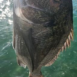 チヌ