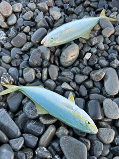 ツバスの釣果