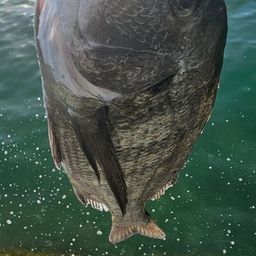 チヌ