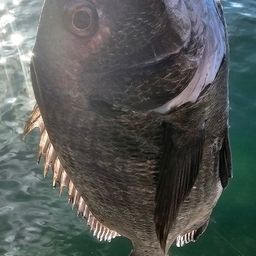 チヌ