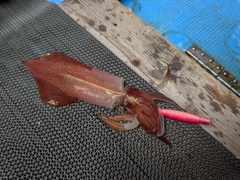 ケンサキイカの釣果