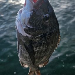 チヌ