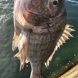 チヌ