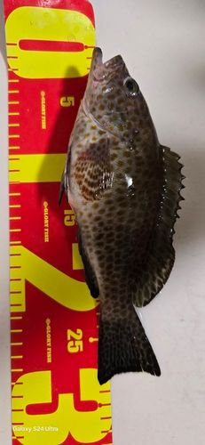 オオモンハタの釣果