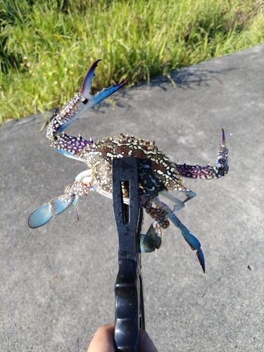 タイワンガザミの釣果