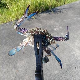 タイワンガザミ