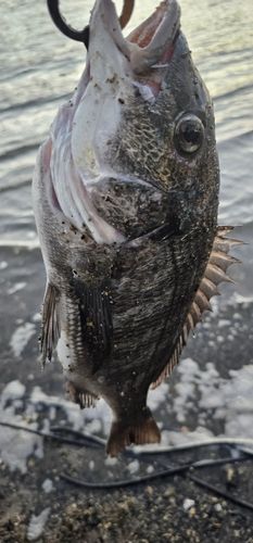 チヌの釣果