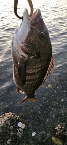 チヌの釣果