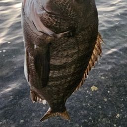 チヌ