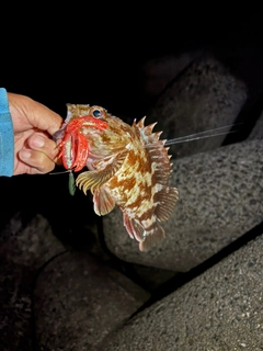 カサゴの釣果