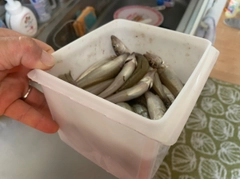 シロギスの釣果
