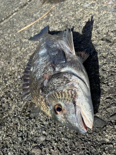 クロダイの釣果