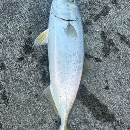 ワカシ