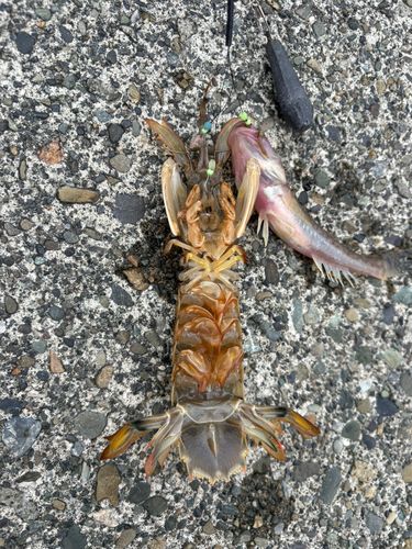シャコの釣果