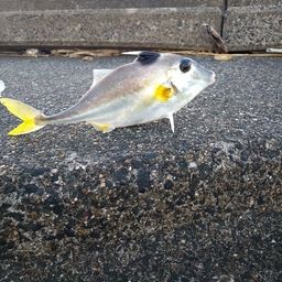 ギマ