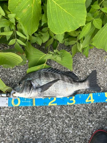 クロダイの釣果