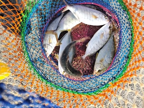 ショゴの釣果