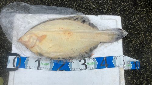 クロガシラガレイの釣果