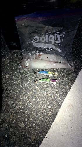 シロイカの釣果