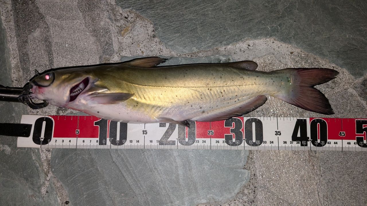 アメリカナマズ