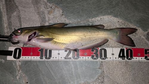 アメリカナマズの釣果