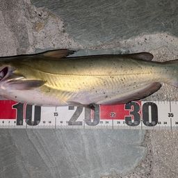 アメリカナマズ