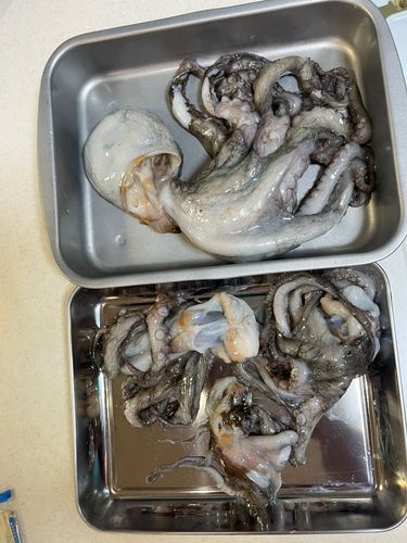 タコの釣果
