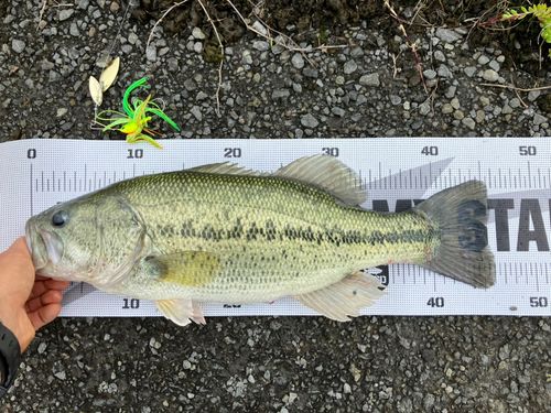 ブラックバスの釣果