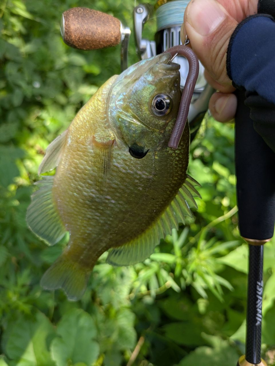 ダイワ(DAIWA) 万能振出ルアーロッド モバイルパック 564TULS 31Qr2MMUVBL.jpg_BO30,255,255,