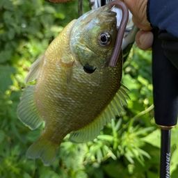 ブルーギル