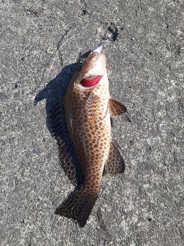 オオモンハタの釣果