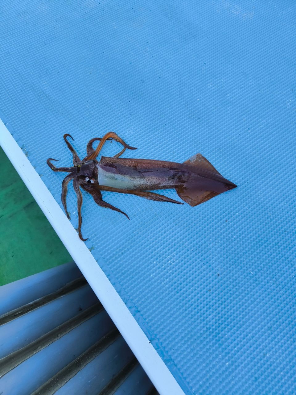 きたぴかりんさんの釣果 2枚目の画像