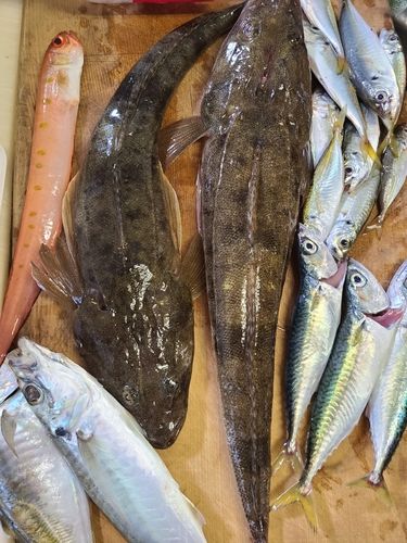 マゴチの釣果