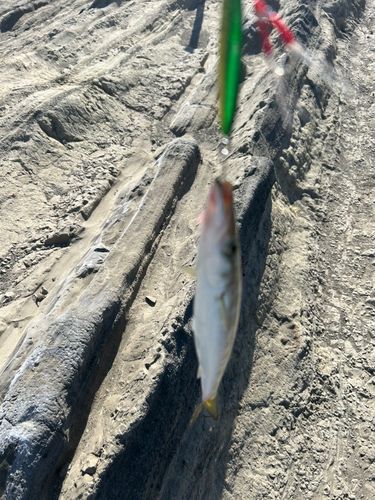 カマスの釣果
