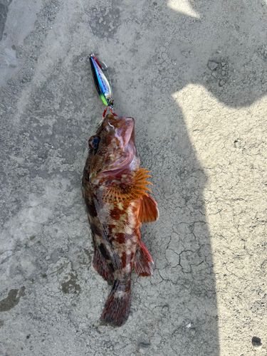 カサゴの釣果