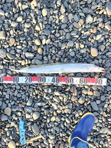 タチウオの釣果