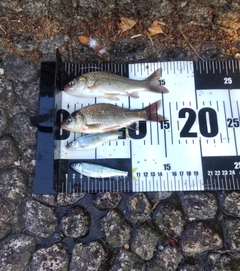 フナの釣果