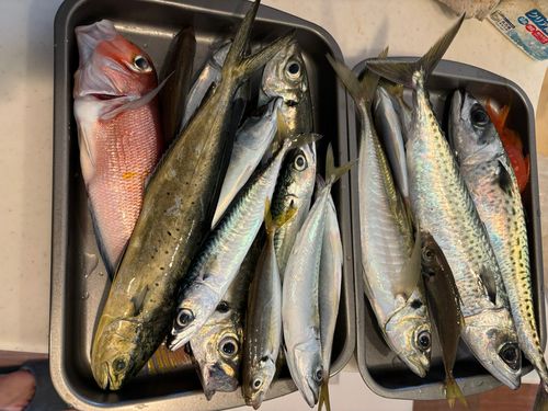 アジの釣果