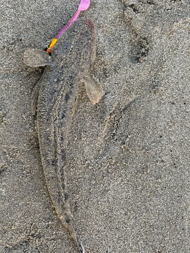 マゴチの釣果
