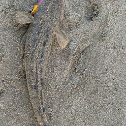 マゴチ