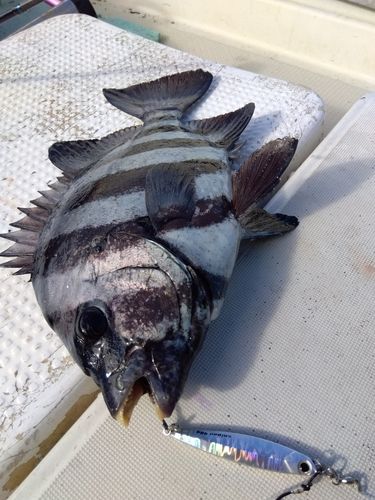 イシダイの釣果