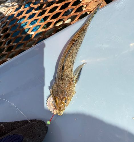 メゴチの釣果