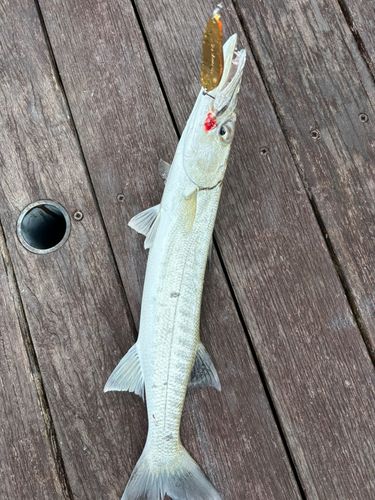 オニカマスの釣果