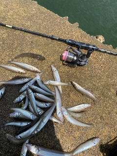 シロギスの釣果