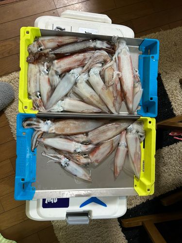 ケンサキイカの釣果