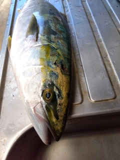 ブリの釣果