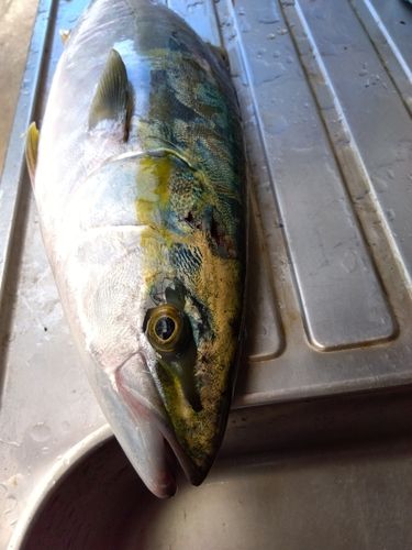 ブリの釣果