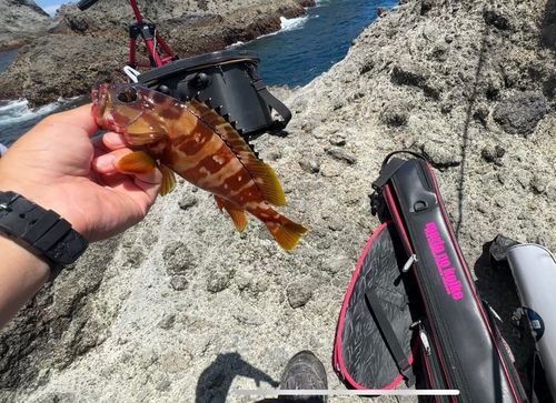アカハタの釣果