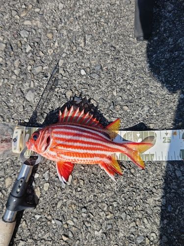 テリエビスの釣果